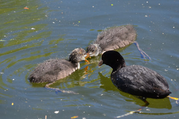Pulcini di folaga si contendono il cibo