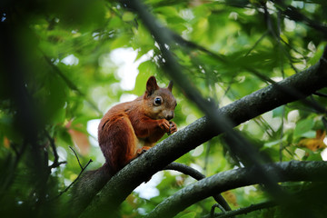 Squirrel on a tree