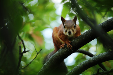 Squirrel in forest