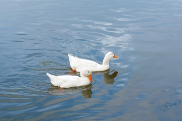 Two duck swimming in water.