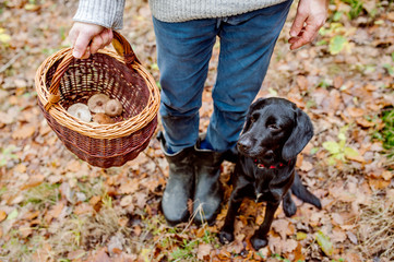 Unrecognizable man with dog holding basket with mushooms, forest