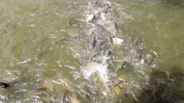 fish eating on the surface of water