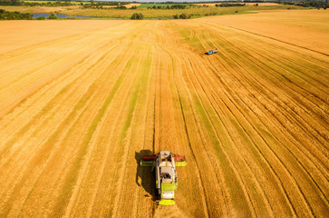 Harvester machine working in field . Combine harvester agriculture machine harvesting golden ripe...