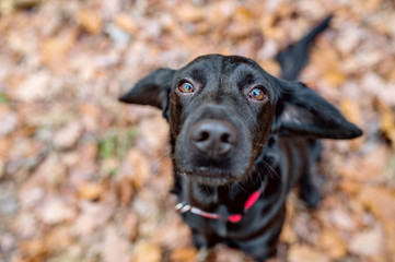 Close up of black dog outside, sunny autumn forest
