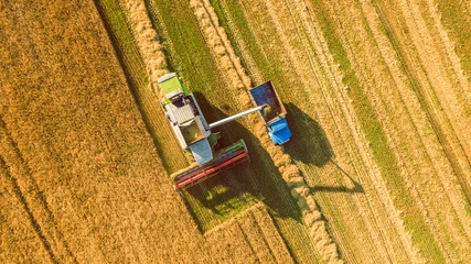 Harvester machine working in field . Combine harvester agriculture machine harvesting golden ripe wheat field. Agriculture. Aerial view. From above. © LALSSTOCK