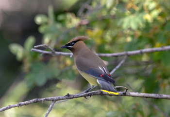 Cedar Waxwing