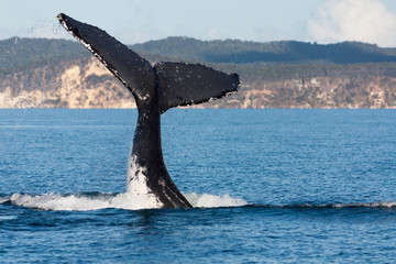 Fototapeta premium Humpback whale tail in Hervey Bay, Queensland, Australia