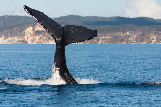 Humpback whale tail in Hervey Bay, Queensland, Australia