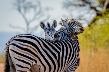 Naklejka premium Two Zebras bonding in the Kruger.