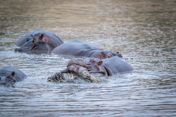 A Hippo lifting an Impala out of the water in the Kruger.