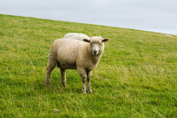 Schaf auf Grasdeich