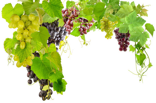 grappes de raisins, pampres de vigne