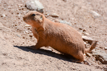 chien de prairie au parc zoologique (zoo) de Fréjus dans le var