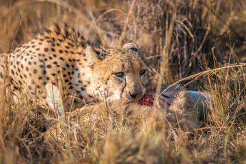Cheetah eating from a Reedbuck carcass in Kruger.