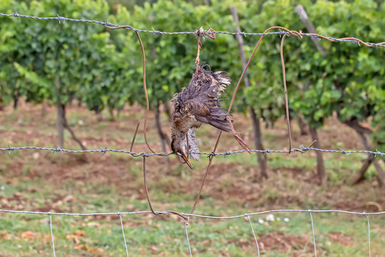 Dead bird like scarecrow in the vineyard