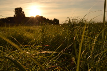 Green wet grass