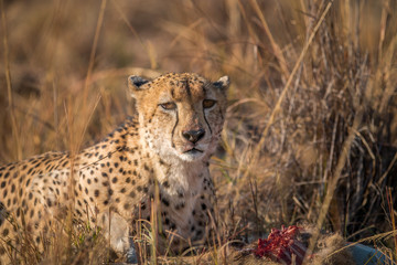 Naklejka premium Cheetah eating from a Reedbuck carcass in Kruger.