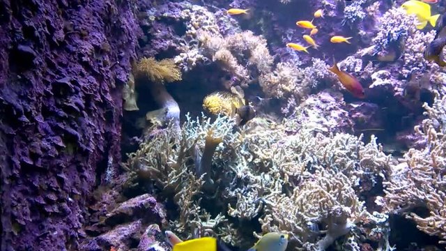 underwater sea life Cinemagraph loop