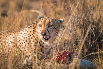 Cheetah eating from a Reedbuck carcass in Kruger.