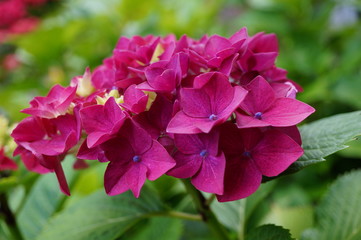 Pink hydrangea flowers in bloom