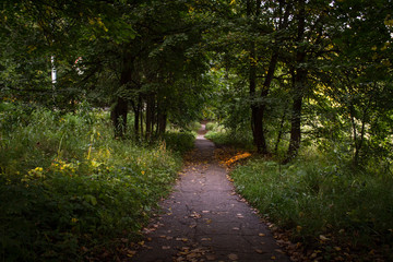 Fototapeta premium Old path in the park with golden leaves. Green Forest, Europe.