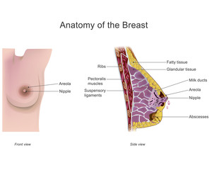 The breast is one of two prominences found on the upper ventral region of the torso of female and male primates. In females, it serves as the mammary gland.