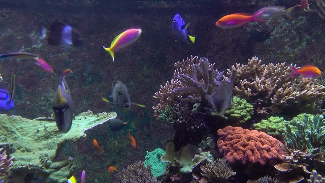 Reef fish swim peacefully among the corals in the aquarium