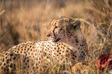 Cheetah eating from a Reedbuck carcass in Kruger.