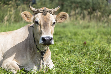 Naklejka na ściany i meble Brown cow rests in the green field
