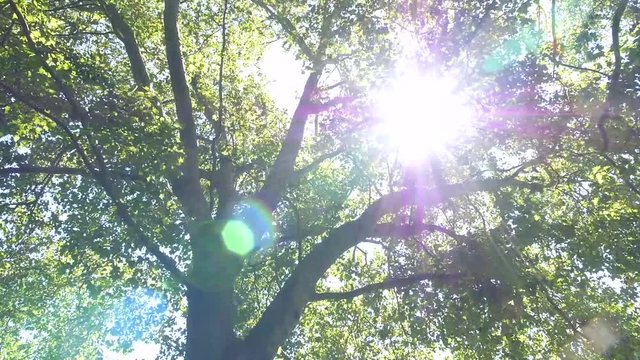 Gro&szlig;er Platanenbaum, Bl&auml;tterdach, Platanus