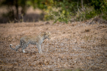 Young Leopard walking in the grass in the Kruger.