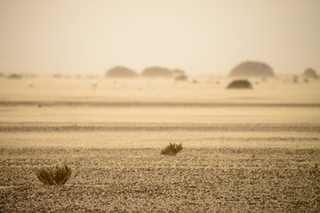 Bottom of Aral Sea