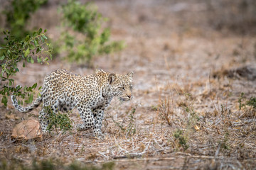 Young Leopard walking in the grass in the Kruger.