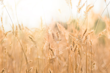 Obraz premium Yellow dry grass in the field in autumn