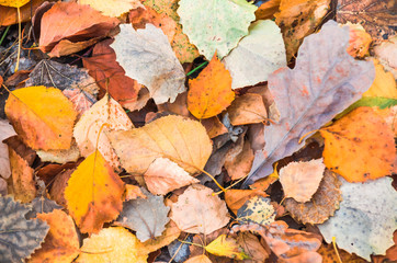 Obraz premium background made of fallen autumn leaves