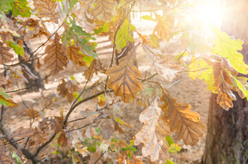 Oak dry leaves