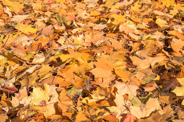 background made of fallen autumn leaves