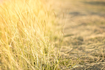 blurred dry grass background with golden light nearly sunset tim