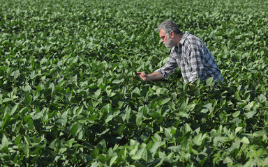 Naklejka na ściany i meble Farmer or agronomist examine soy bean field