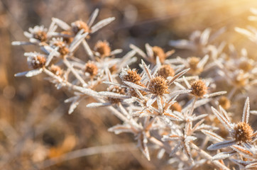 frozen prickly wild flowers