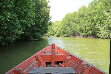 mangrove tree and water in Thailand