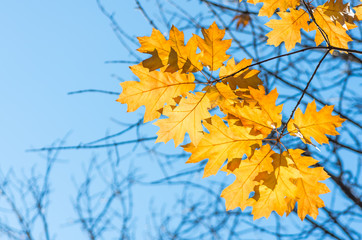 Yellow maple leaf