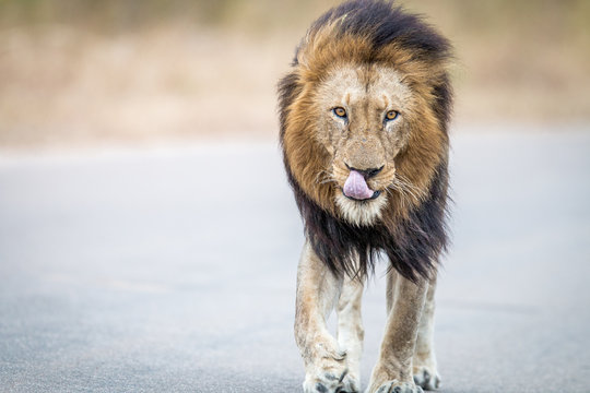 Lion walking towards the camera in the Kruger.