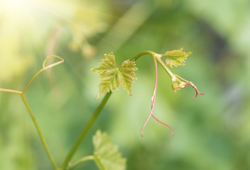 young shoots and leaves of vine