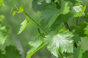 Grape leaf close-up