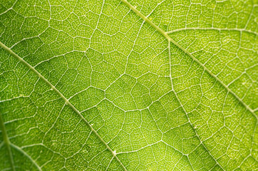 Grape leaf close-up