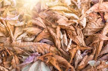 background made of fallen autumn leaves