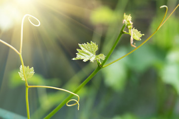 young shoots and leaves of vine