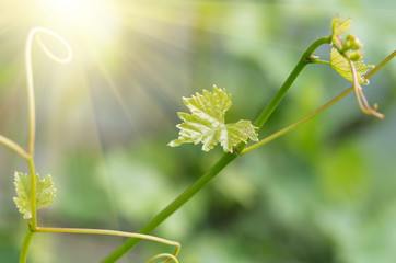 young shoots and leaves of vine
