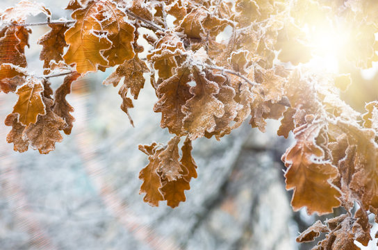 Leaves of oak tree with hoarfrost in forest